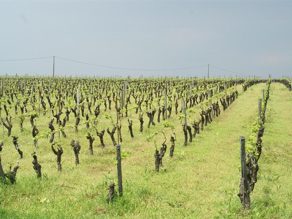 Chateau De La Galissonniere Le Pallet エクステリア 写真